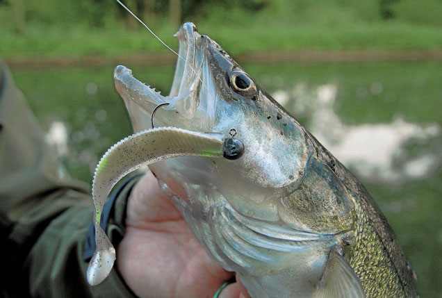 Leurre souple carnassiers, Pêche